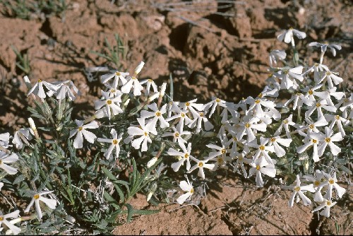 Phlox longifolia